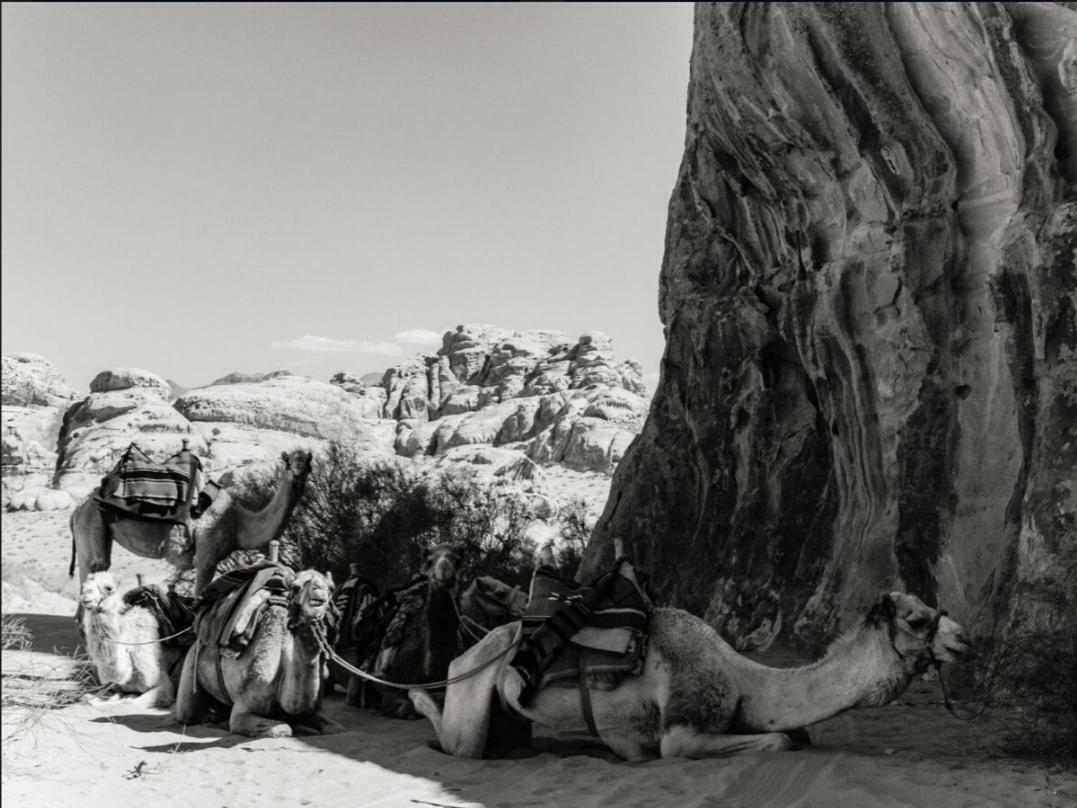Wadi Rum Moon Camp Zewnętrze zdjęcie