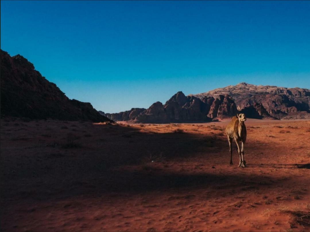 Wadi Rum Moon Camp Zewnętrze zdjęcie
