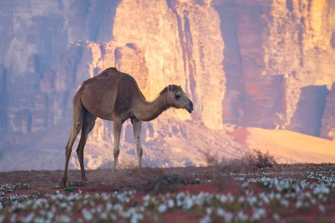 Wadi Rum Moon Camp Zewnętrze zdjęcie